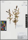 Foto von Salix alba L. x Salix fragilis L.